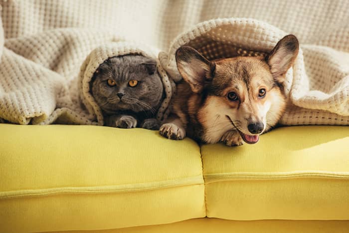 The 6 Best Low-Maintenance Pets for Apartment Renters (VIDEO)
